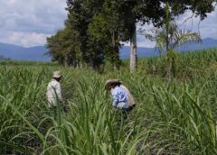 INEI: Producción de caña de azúcar y oro disminuyó en agosto de 2026